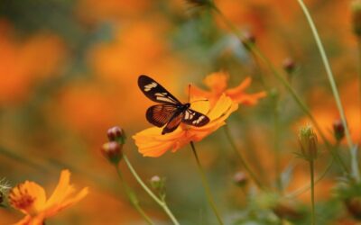 Toda Transformação é um caminho de coragem – difícil no início, mas deslumbrante no final